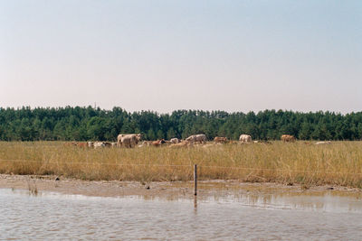 View of sheep on landscape against clear sky