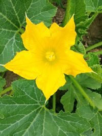 Close-up of yellow flower