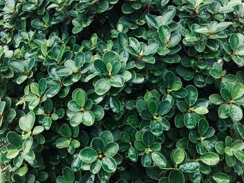 Full frame shot of green leaves