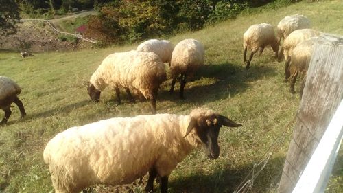 Sheep on field