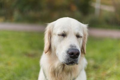Close-up portrait of dog with closed eyes on field
