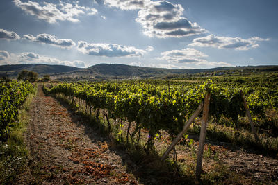 Vineyard against sky