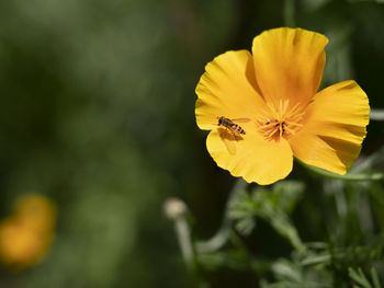 Close-up of insect on yellow flower