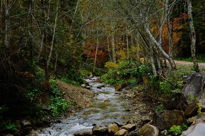 Stream amidst trees in forest