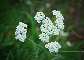 Close-up of white flowers blooming outdoors