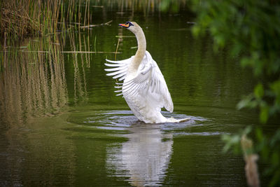 White duck swimming in lake