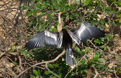 Bird flying in a field