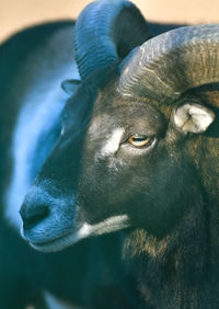 Close-up portrait of goat