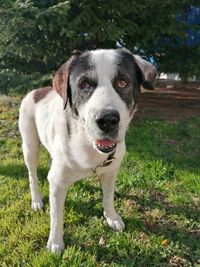 Portrait of dog on field