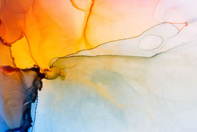 Detail shot of yellow flower