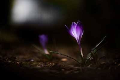 Close-up of purple crocus flower on field