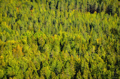 View of pine trees in forest