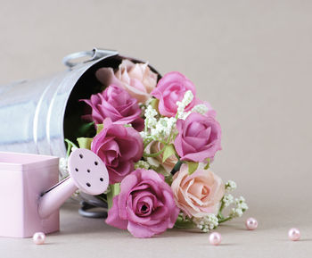 Close-up of pink roses against white background