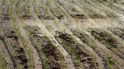 The seedlings of paddy are germinating on the fields with water.