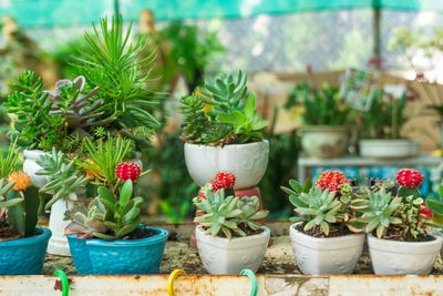 Close-up of potted plant