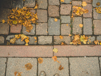 Close-up of yellow maple leaves on footpath