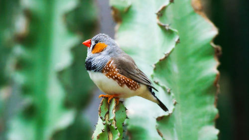 Close-up of bird perching on branch