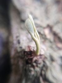 Close-up of fresh green plant
