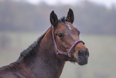 Horse standing against sky