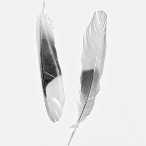 Close-up of feather over dry leaves against white background