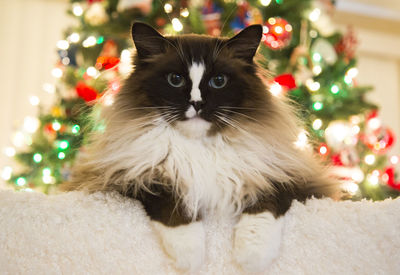 Portrait of cat on christmas tree