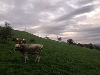 Horses in a field