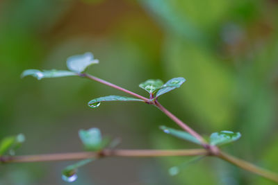 Close-up of water drops on plant leaves