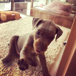 Close-up portrait of dog