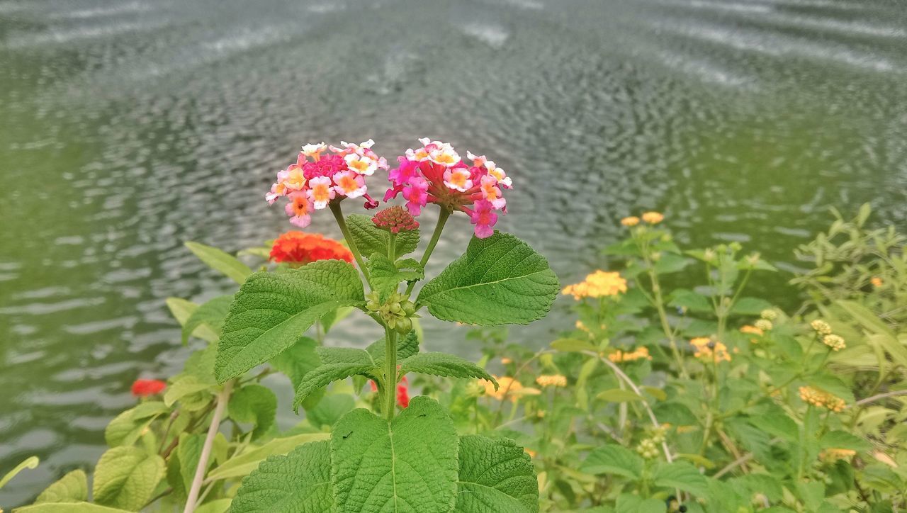 plant, flower, flowering plant, beauty in nature, leaf, nature, plant part, freshness, growth, fragility, water, day, green, no people, close-up, outdoors, wildflower, flower head, petal, lake, high angle view, focus on foreground, lantana camara, inflorescence, shrub