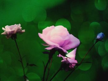 Close-up of pink flowers blooming outdoors