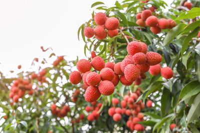 Low angle view of cherries growing on tree
