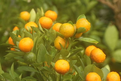 Close-up of fruits on tree