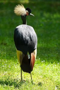 Rear view of grey crowned crane on grassy field