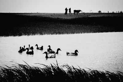 Swans swimming in lake