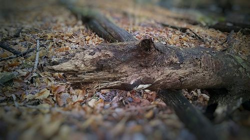 Close-up of lizard