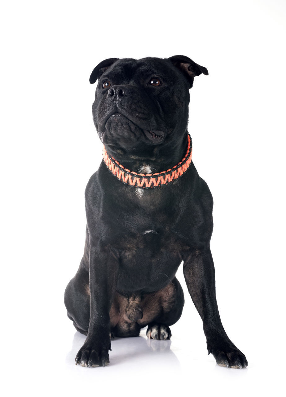 dog, canine, animal themes, animal, pet, one animal, domestic animals, mammal, sitting, black, portrait, lap dog, cut out, full length, studio shot, looking, white background, cute, purebred dog, collar, indoors, no people, carnivore, pet collar, young animal