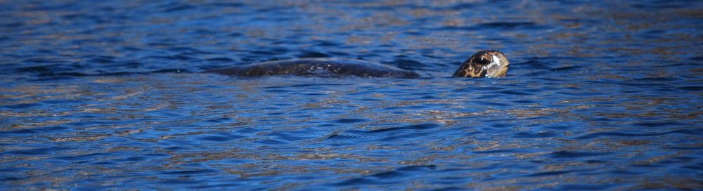Close-up of turtle swimming in sea