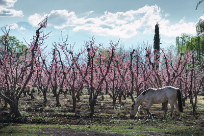 Horses on a field