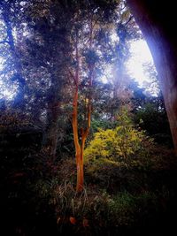 Low angle view of trees in forest