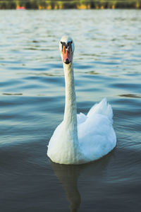 Curious white swan swimming in the lake