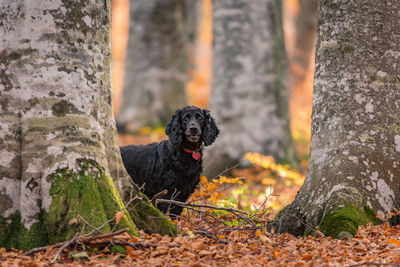 Black dog sitting on tree trunk