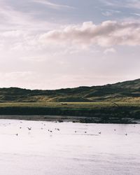 Flock of birds in lake against sky