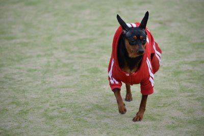 Portrait of miniature pinscher wearing jacket