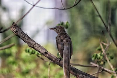 Close-up of bird perching on branch