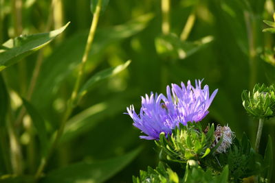 Close-up of purple flowering plant