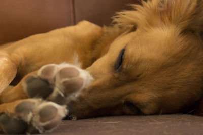 Close-up of cat sleeping