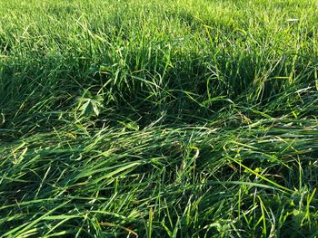 Full frame shot of corn field