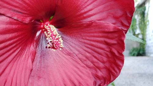 Macro shot of pink hibiscus flower