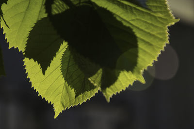 Close-up of leaves