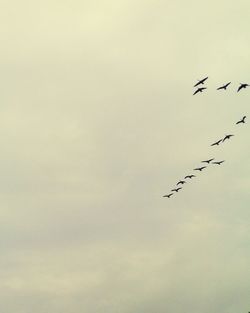 Low angle view of bird flying against sky